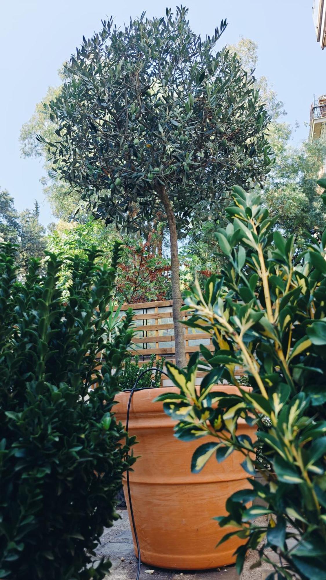 Olive Whisper Garden And Sauna * Rom